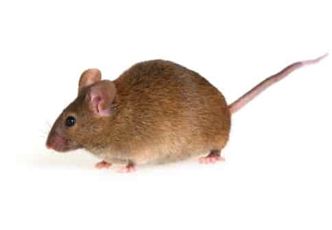 Mäusebekämpfung
